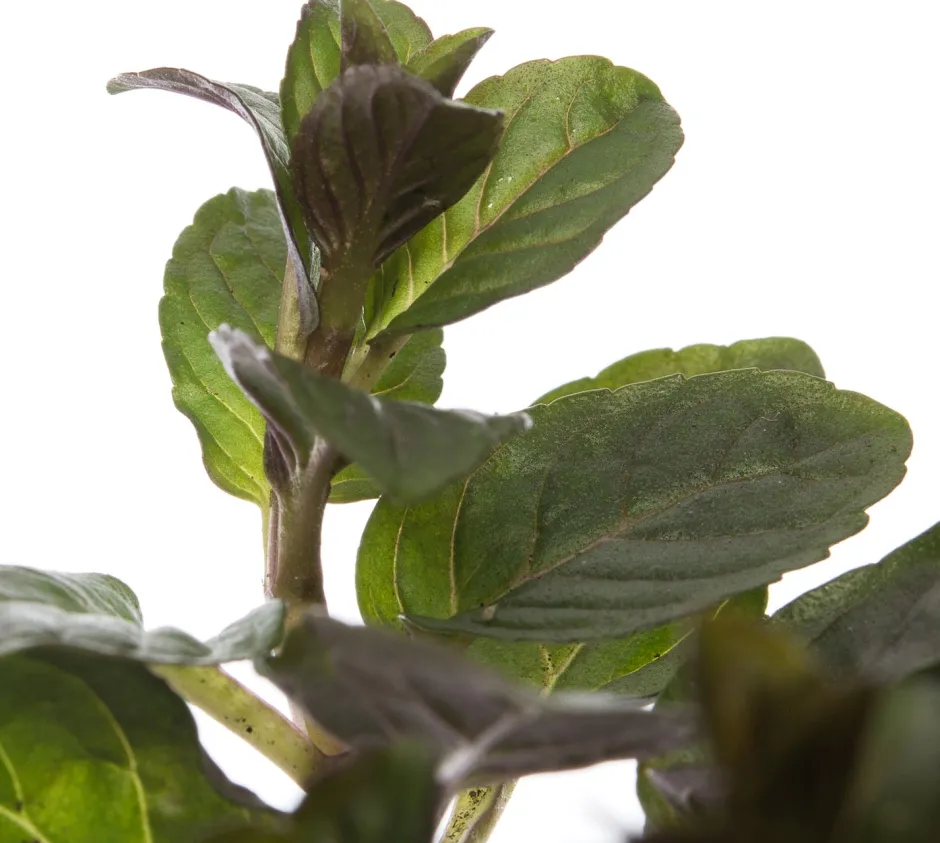 Intratuin Bio Schokoladen-Minze (Mentha piperita 'Chocolate') D 13 H 10 cm| Obst, Gemüse & Kräuter|Kräuterpflanzen