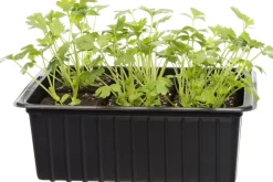 Intratuin Bio Sellerie (Apium graveolens var. Secalinum) D 9 H 5 cm| Obst, Gemüse & Kräuter|Kräuterpflanzen