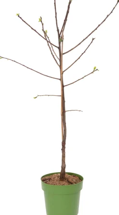 Intratuin Bio Süßkirsche (Prunus avium 'Grote Prinses') D 23 H 80 cm| Obstbäume & -Sträucher|Obstbäume & -Sträucher