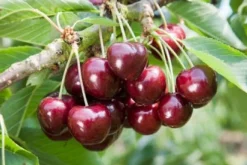 Intratuin Bio Süßkirsche (Prunus avium 'Sunburst') D 26 H 150 cm| Obstbäume & -Sträucher|Obstbäume & -Sträucher
