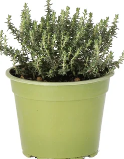 Intratuin Bio Thymian (Thymus vulgares 'Faustini') D 14 H 10 cm| Obst, Gemüse & Kräuter|Kräuterpflanzen