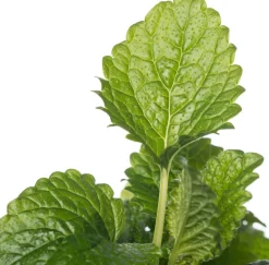 Intratuin Bio Zitroenmelisse (Melissa officinalis) D 14 H 20 cm| Obst, Gemüse & Kräuter|Kräuterpflanzen