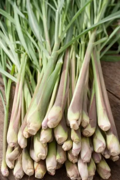 Intratuin Bio Zitronengras (Cymbopogon flexuosus) D 12 H 10 cm| Obst, Gemüse & Kräuter|Kräuterpflanzen