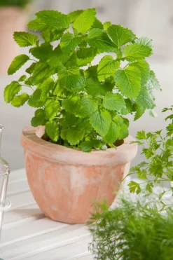 Intratuin Bio Zitronenmelisse (Melissa officinalis) D 13 H 10 cm| Obst, Gemüse & Kräuter|Kräuterpflanzen