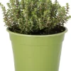 Intratuin Bio Zitronen-Thymian (Thymus citriodorus 'Aureus') D 14 H 10 cm| Obst, Gemüse & Kräuter|Kräuterpflanzen