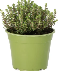 Intratuin Bio Zitronen-Thymian (Thymus citriodorus 'Aureus') D 14 H 10 cm| Obst, Gemüse & Kräuter|Kräuterpflanzen