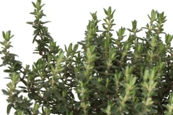 Intratuin Bio Zitronen-Thymian (Thymus citriodorus 'Aureus') D 14 H 10 cm| Obst, Gemüse & Kräuter|Kräuterpflanzen