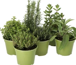 Intratuin Bio Zitronen-Thymian (Thymus citriodorus 'Aureus') D 14 H 10 cm| Obst, Gemüse & Kräuter|Kräuterpflanzen