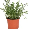 Intratuin Bio Zitronen-Thymian (Thymus citriodorus) D 12 H 15 cm| Obst, Gemüse & Kräuter|Kräuterpflanzen