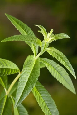 Intratuin Bio Zitronenverbene (Aloysia triphylla) D 12 H 15 cm| Obst, Gemüse & Kräuter|Kräuterpflanzen