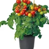 Intratuin Bio-Kirschtomate (Solanum lycopersicum) D 14 H 40 cm| Obst, Gemüse & Kräuter|Gemüsepflanzen