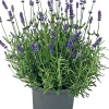 Intratuin Bio-Lavendel (Lavendula angustifolia 'Lamorosa') D 14 H 25 cm| Blühende Pflanzen|Immergrüne Pflanzen