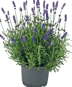 Intratuin Bio-Lavendel (Lavendula angustifolia 'Lamorosa') D 14 H 25 cm| Blühende Pflanzen|Immergrüne Pflanzen