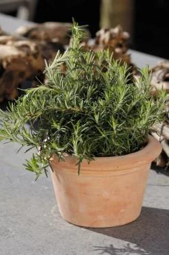 Intratuin Biologischer kriechender Rosmarin (Rosmarinus Officinalis 'Capri')| Obst, Gemüse & Kräuter|Kräuterpflanzen