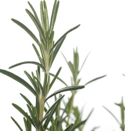 Intratuin Biologischer Rosmarin (Rosmarinus Officinalis 'Blue Winter')| Obst, Gemüse & Kräuter|Kräuterpflanzen