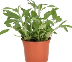 Intratuin Biologischer Salbei (Salvia officinalis) D 12 H 10 cm| Obst, Gemüse & Kräuter|Kräuterpflanzen