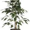 Intratuin Birkenfeige (Ficus benjamina 'Danielle') D 17 cm H 70 cm| Bonsai|Grünpflanzen