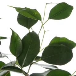 Intratuin Birkenfeige (Ficus benjamina 'Danielle') D 17 cm H 70 cm| Bonsai|Grünpflanzen