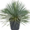Intratuin Blaue Palmlilie (Yucca rostrata) D 36 H 60 cm| Immergrüne Pflanzen
