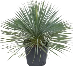 Intratuin Blaue Palmlilie (Yucca rostrata) D 36 H 60 cm| Immergrüne Pflanzen