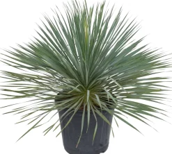 Intratuin Blaue Palmlilie (Yucca rostrata) D 36 H 60 cm| Immergrüne Pflanzen