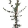 Intratuin Blaue Zeder (Cedrus libani 'Glauca') D 23 H 100 cm| Immergrüne Pflanzen|Winterharte Pflanzen