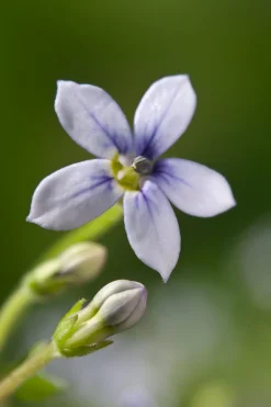 Intratuin Blauer Bubikopf (Isotoma fluviatilis)| Blühende Pflanzen|Mehrjährige Pflanzen