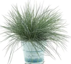 Intratuin Blauschwingel (Festuca glauca 'Compacta Blue') D 10,5 H 20 cm| Immergrüne Pflanzen|Winterharte Pflanzen