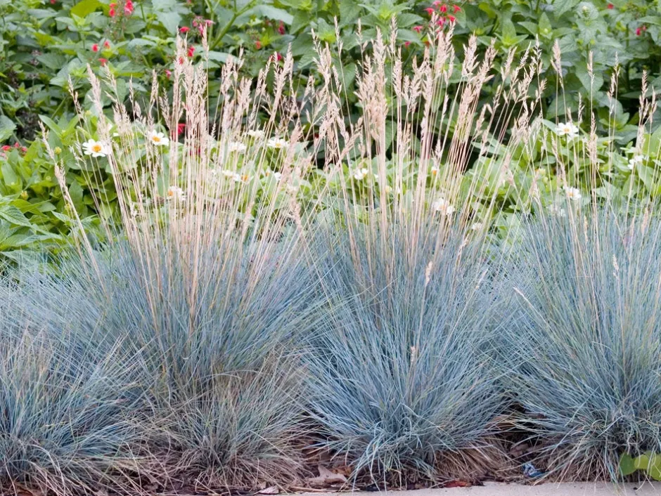 Intratuin Blauschwingel (Festuca glauca 'Elijah Blue') D 17 H 30 cm| Immergrüne Pflanzen|Winterharte Pflanzen