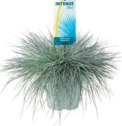 Intratuin Blauschwingel XL (Festuca glauca 'Intense Blue') D 23 H 45 cm| Immergrüne Pflanzen|Winterharte Pflanzen