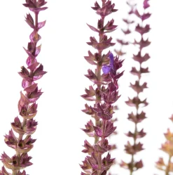 Intratuin Blüten-Salbei (Salvia nemorosa 'Caradonna') D 11 H 10 cm| Immergrüne Pflanzen|Winterharte Pflanzen