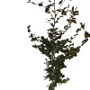 Intratuin Blutbuche (Fagus sylvatica 'Atropunicea') D 17 H 60 cm| Heckenpflanzen|Winterharte Pflanzen