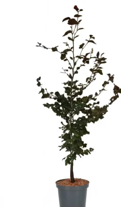 Intratuin Blutbuche (Fagus sylvatica 'Atropunicea') D 17 H 60 cm| Heckenpflanzen|Winterharte Pflanzen