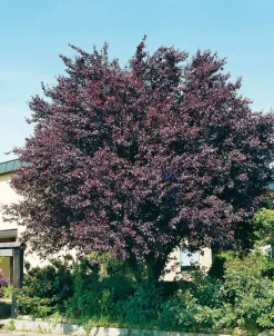 Intratuin Blutpflaume (Prunus cerasifera 'Nigra') D 32 H 180 cm| Kirschlorbeer