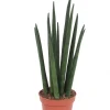 Intratuin Bogenhanf (Sansevieria bacularis 'Mikado') D 6 H 20 cm| Kleine Zimmerpflanzen|Für Sonne