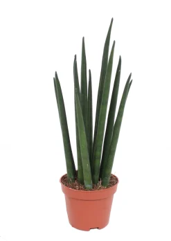 Intratuin Bogenhanf (Sansevieria bacularis 'Mikado') D 6 H 20 cm| Kleine Zimmerpflanzen|Für Sonne