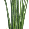Intratuin Bogenhanf (Sansevieria bacularis 'Mikado') D 12 cm H 40 cm| Für Sonne|Luftreinigende Pflanzen