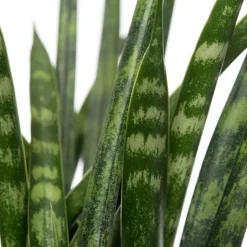 Intratuin Bogenhanf (Sansevieria 'Fernwood Mikado') D 12 H 40 cm| Für Sonne|Luftreinigende Pflanzen