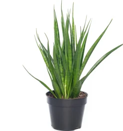 Intratuin Bogenhanf (Sansevieria kirkii 'Friends') D 15 H 40 cm| Für Sonne|Luftreinigende Pflanzen