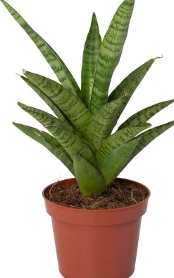 Intratuin Bogenhanf (Sansevieria 'Tough Lady') D 10 H 25 cm| Kleine Zimmerpflanzen|Für Sonne