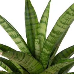 Intratuin Bogenhanf (Sansevieria 'Tough Lady') D 10 H 25 cm| Kleine Zimmerpflanzen|Für Sonne