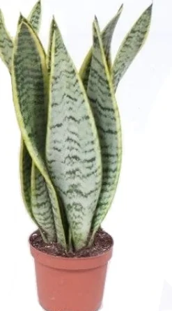 Intratuin Bogenhanf (Sansevieria trifasciata 'Laurentii') D 12 H 40 cm| Für Sonne|Luftreinigende Pflanzen