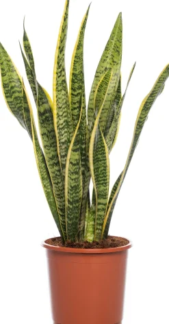 Intratuin Bogenhanf (Sansevieria trifasciata 'Laurentii') D 17 H 65 cm| Für Sonne|Luftreinigende Pflanzen
