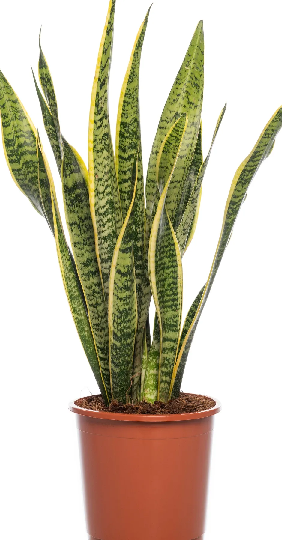 Intratuin Bogenhanf (Sansevieria trifasciata 'Laurentii') D 17 H 65 cm| Für Sonne|Luftreinigende Pflanzen