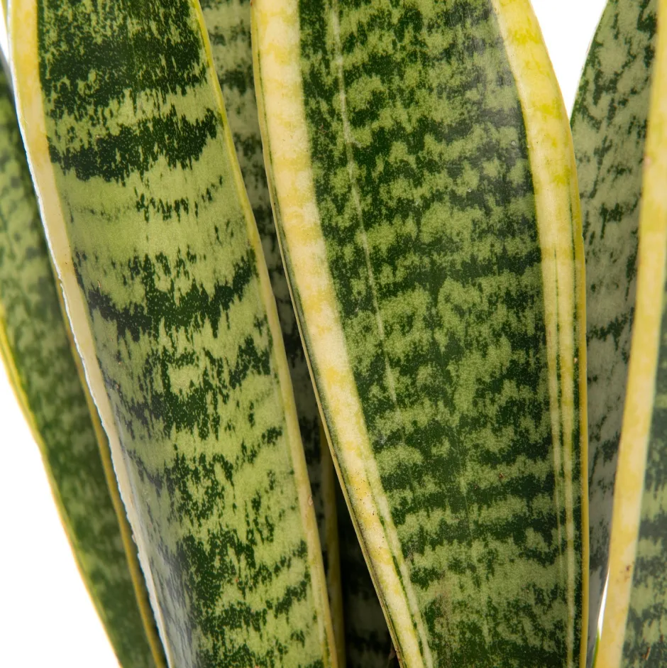 Intratuin Bogenhanf (Sansevieria trifasciata 'Laurentii') D 17 H 65 cm| Für Sonne|Luftreinigende Pflanzen