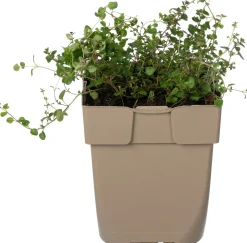 Intratuin Breitblättriger Thymian (Thymus pulegioides) D 11 H 10 cm| Immergrüne Pflanzen|Winterharte Pflanzen