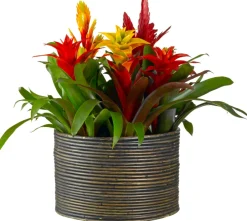 Intratuin Bromelie Herbst-Mix (Bromelia) D 12 cm H 35 cm| Blühende Zimmerpflanzen|Bromelien