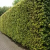 Intratuin Buche (Fagus Sylvatica)| Heckenpflanzen|Immergrüne Pflanzen