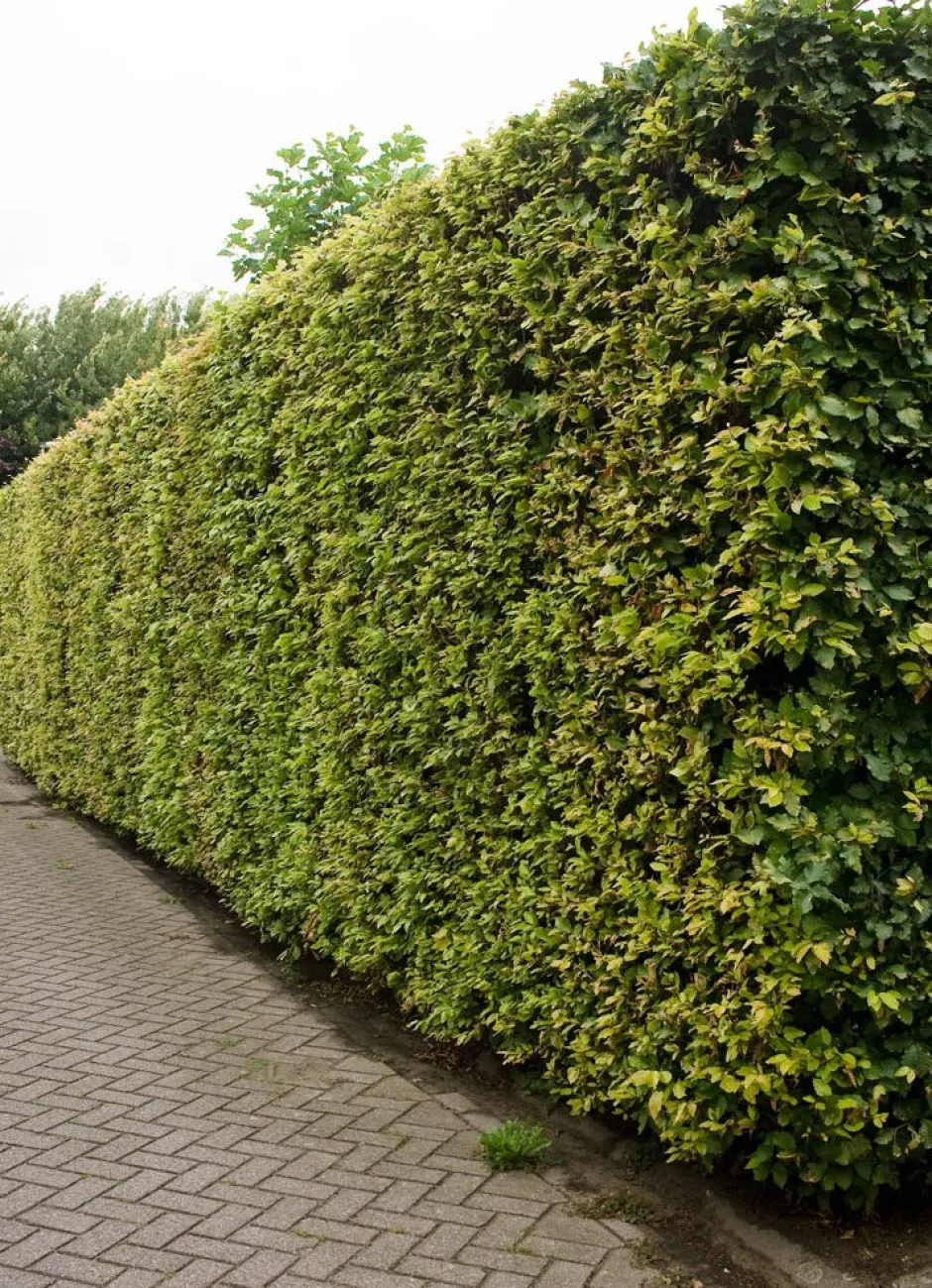 Intratuin Buche (Fagus Sylvatica)| Heckenpflanzen|Immergrüne Pflanzen