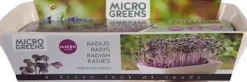 Intratuin Buzzy® Microgreens Radies (Raphanus sativus) Kresse-Anzuchtset| Gemüsesamen|Saatgut